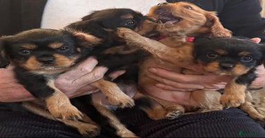 Cavalier King Charles Spaniel dogs Beautiful Cavalier Puppies - Fully health tested  - Advert 8