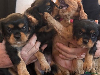 Cavalier King Charles Spaniel dogs Beautiful Cavalier Puppy home with Father & Mother - Advert 4