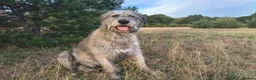 Irish Wolfhound dogs for stud: Irish Wolfhound Male Available at Stud in Worksop - Advert 2