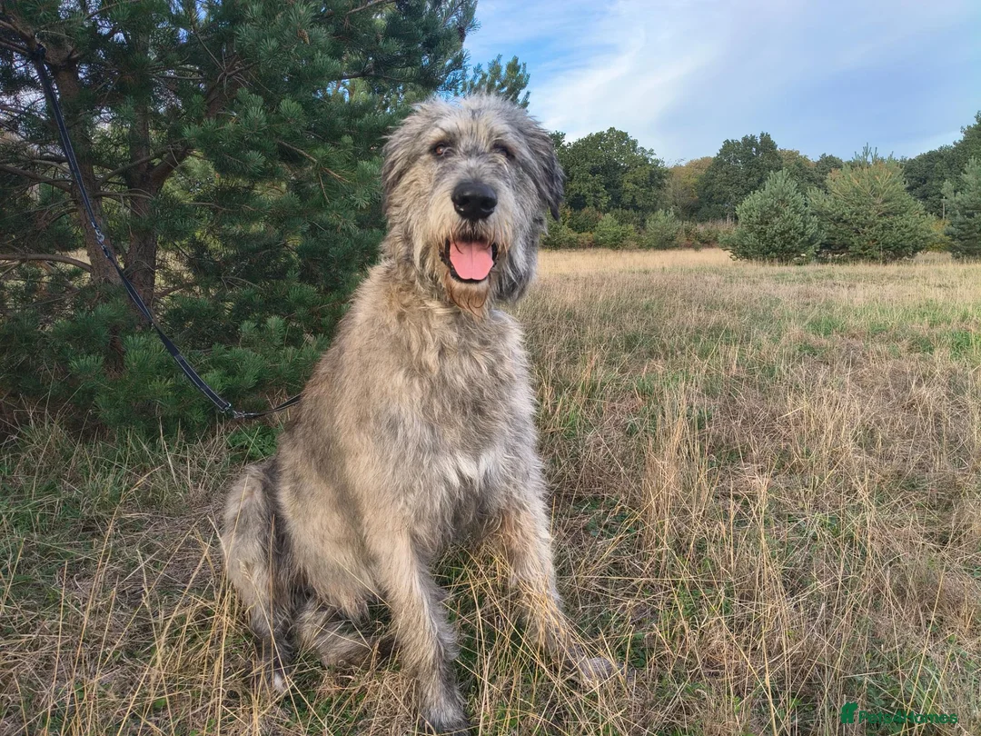 Irish Wolfhound dogs for stud: Irish Wolfhound Male Available at Stud in Worksop - Advert 2