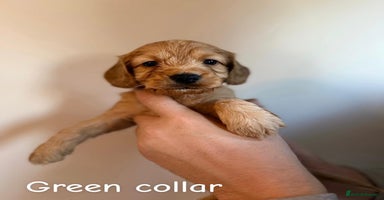 Cockapoo dogs - Advert 5