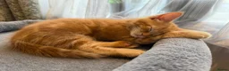 Mixed Breed cats for sale: Four Adorable Kittens Looking for Forever Homes - Advert 13