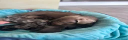 Miniature Dachshund dogs for sale: miniture dachshund puppies!! - Advert 3