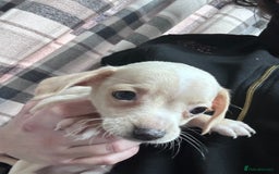 Mixed Breed dogs for sale: Chiweenie puppies  - Image 3