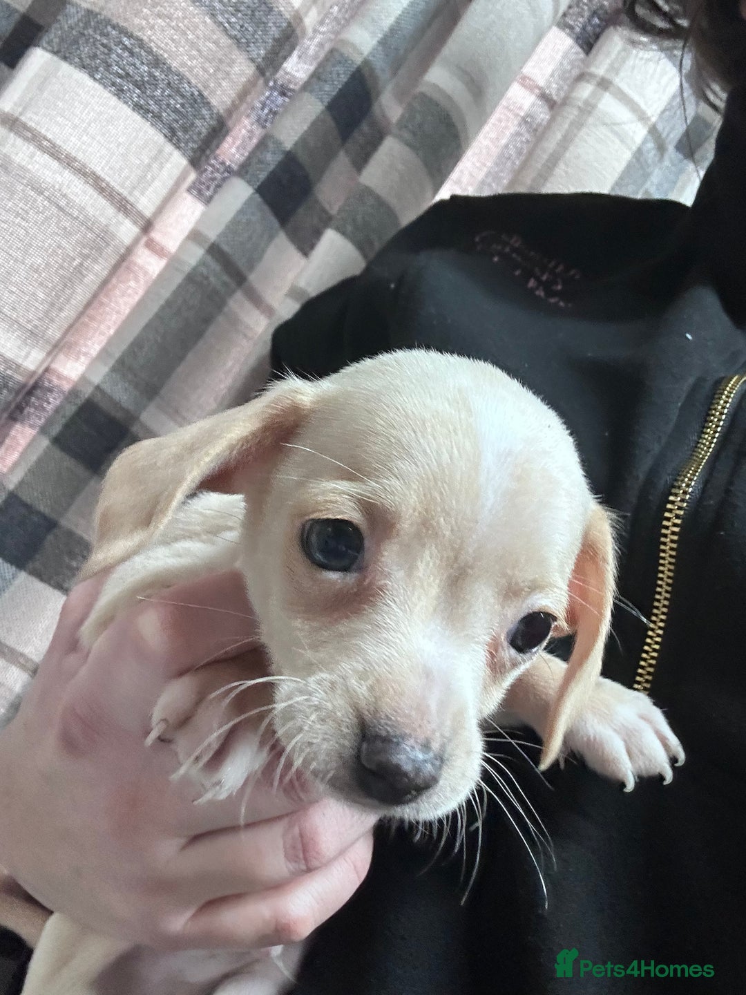 Mixed Breed dogs for sale: Chiweenie puppies  - Image 3