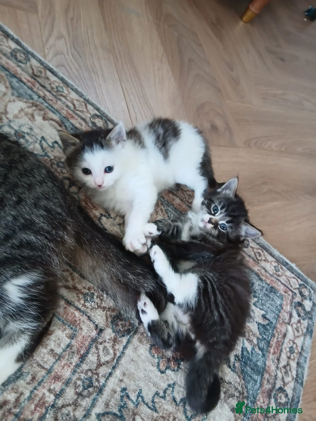 Mixed Breed cats for sale: Mixed Maine Coon x Tabby kittens - Advert 3