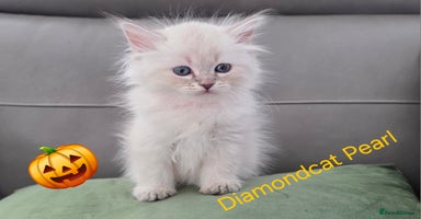 Siberian cats - Advert 7