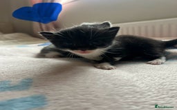 Mixed Breed cats for sale: Adorable fluffy kittens  - Image 3