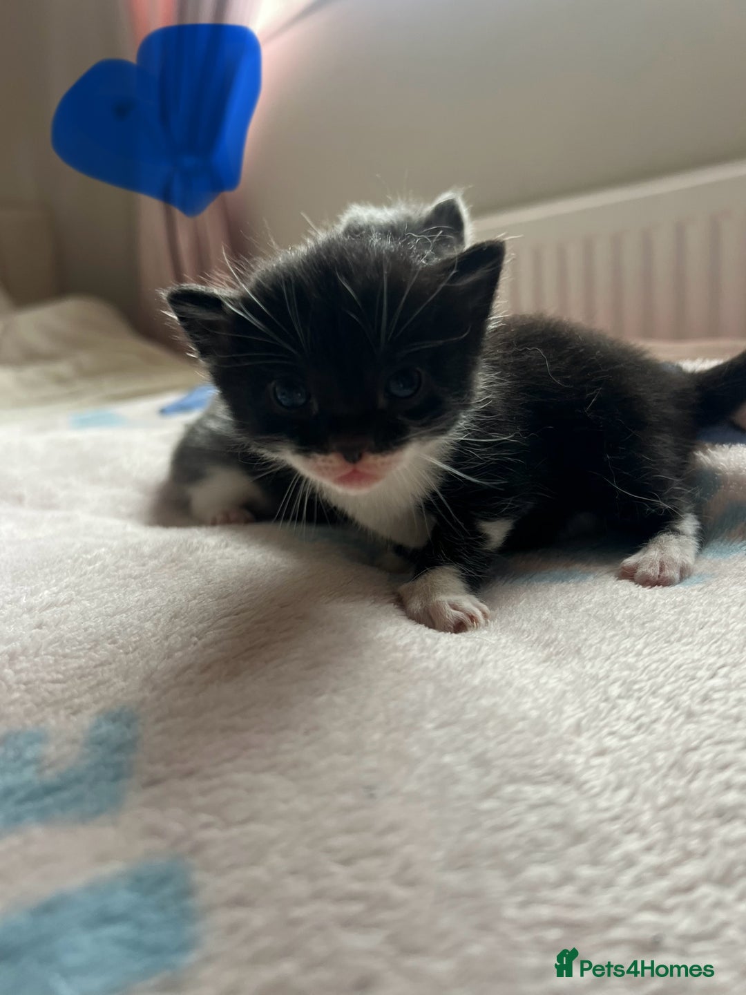 Mixed Breed cats for sale: Adorable fluffy kittens  - Image 3