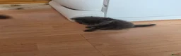 Maine Coon cats for sale: TICA REGISTERED STUNNING KITTENS  - Advert 8