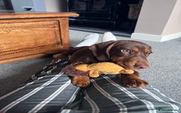 Mixed Breed dogs for stud: Meet Wilbur – Our 1/1 Cocker Spaniel x Dachshund - Image 20
