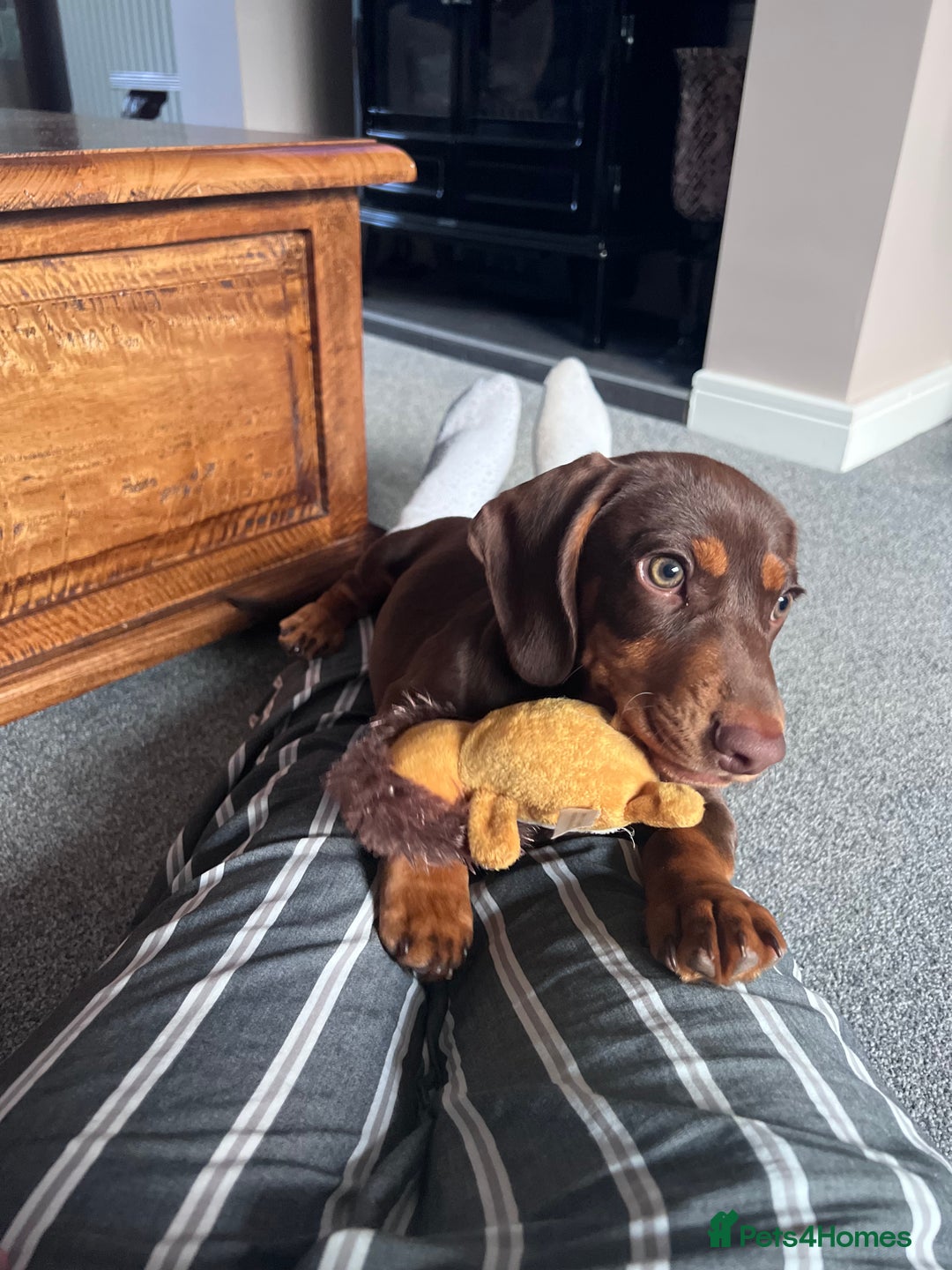 Mixed Breed dogs for stud: Meet Wilbur – Our 1/1 Cocker Spaniel x Dachshund - Image 20