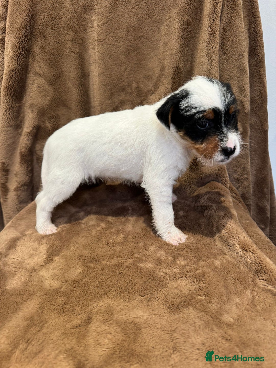 Parson Russell dogs for sale: Parson Russell  - Advert 5