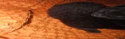 Mixed Breed cats for sale: 2 gorgeous black kittens  - Advert 3