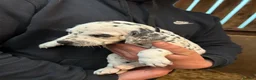 Dalmatian dogs for sale: Dalmatian puppies  in Okehampton - Advert 21