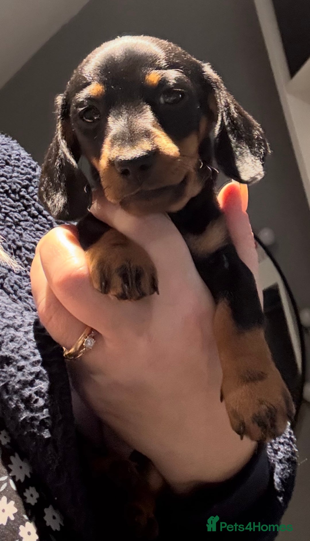 Dachshund dogs for sale: Kc registered miniature smooth daschunds  - Advert 14