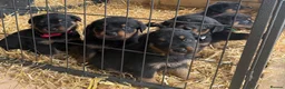 Rottweiler dogs for sale: Ready to leave Gorgeous last female Rottweiler - Advert 16