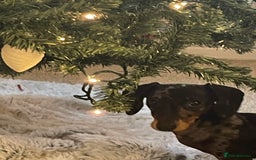 Miniature Dachshund dogs for sale: Miniature dachshund FEMALE  - Image 7