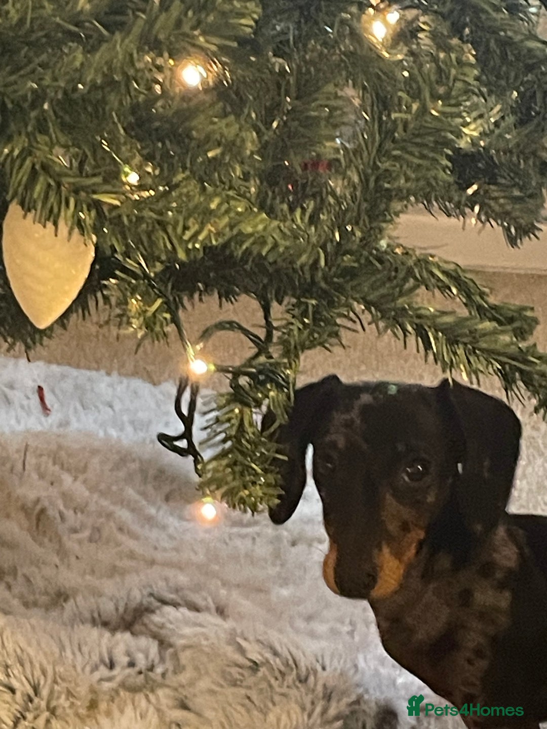 Miniature Dachshund dogs for sale: Miniature dachshund FEMALE  - Image 7