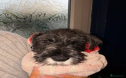Miniature Schnauzer dogs for sale: Ready for our forever home’s miniature schnauzers  - Image 27
