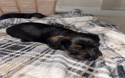 Mixed Breed dogs for sale: Dapple Shnoxy puppies for sale - Image 9