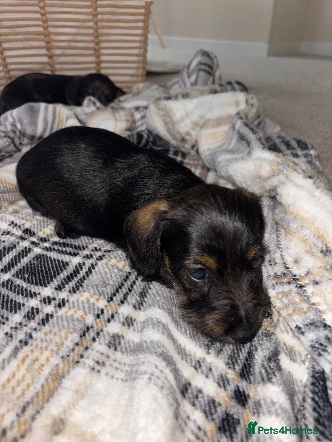 Mixed Breed dogs for sale: Dapple Shnoxy puppies for sale - Image 9