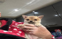 Pomchi dogs for sale: Tiny Pomchi - Image 5