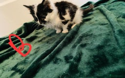 British Longhair cats for sale: British mix breed kittens for sale  - Advert 3