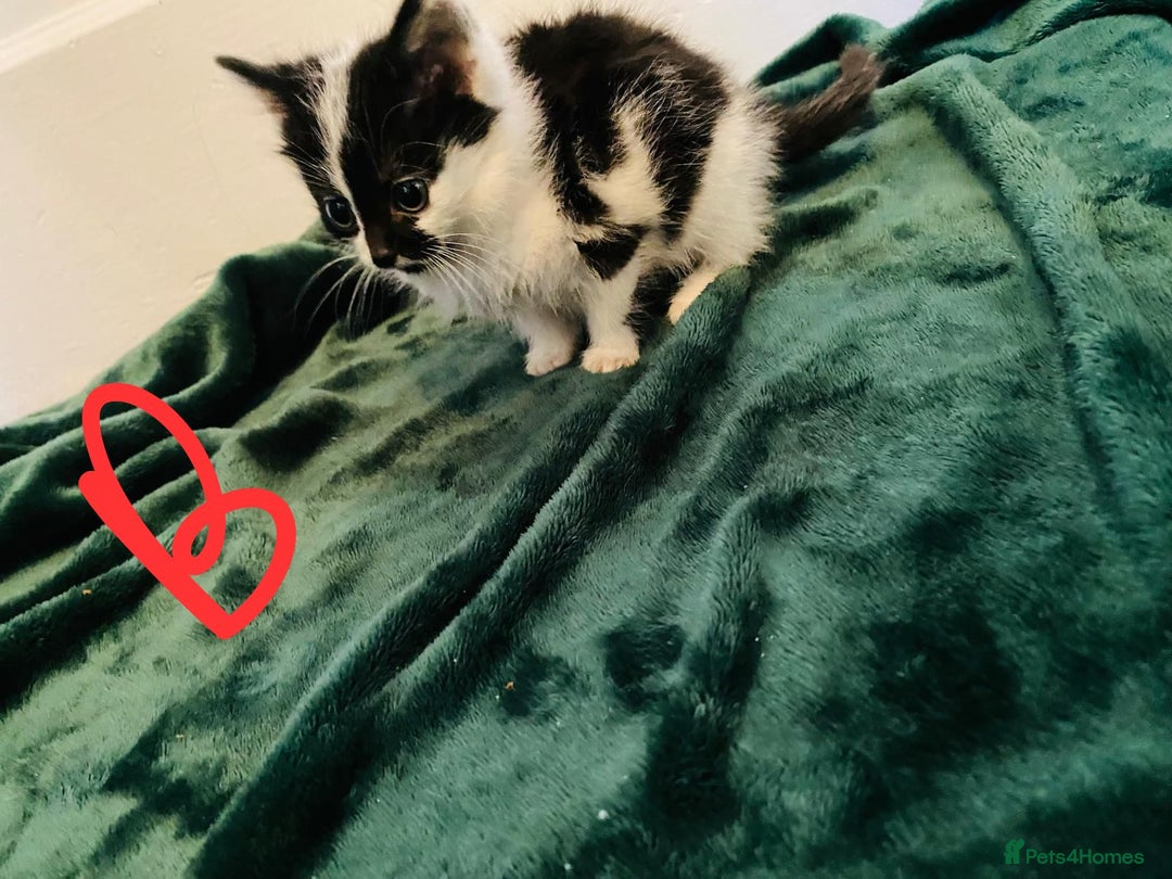 British Longhair cats for sale: British mix breed kittens for sale  - Advert 3