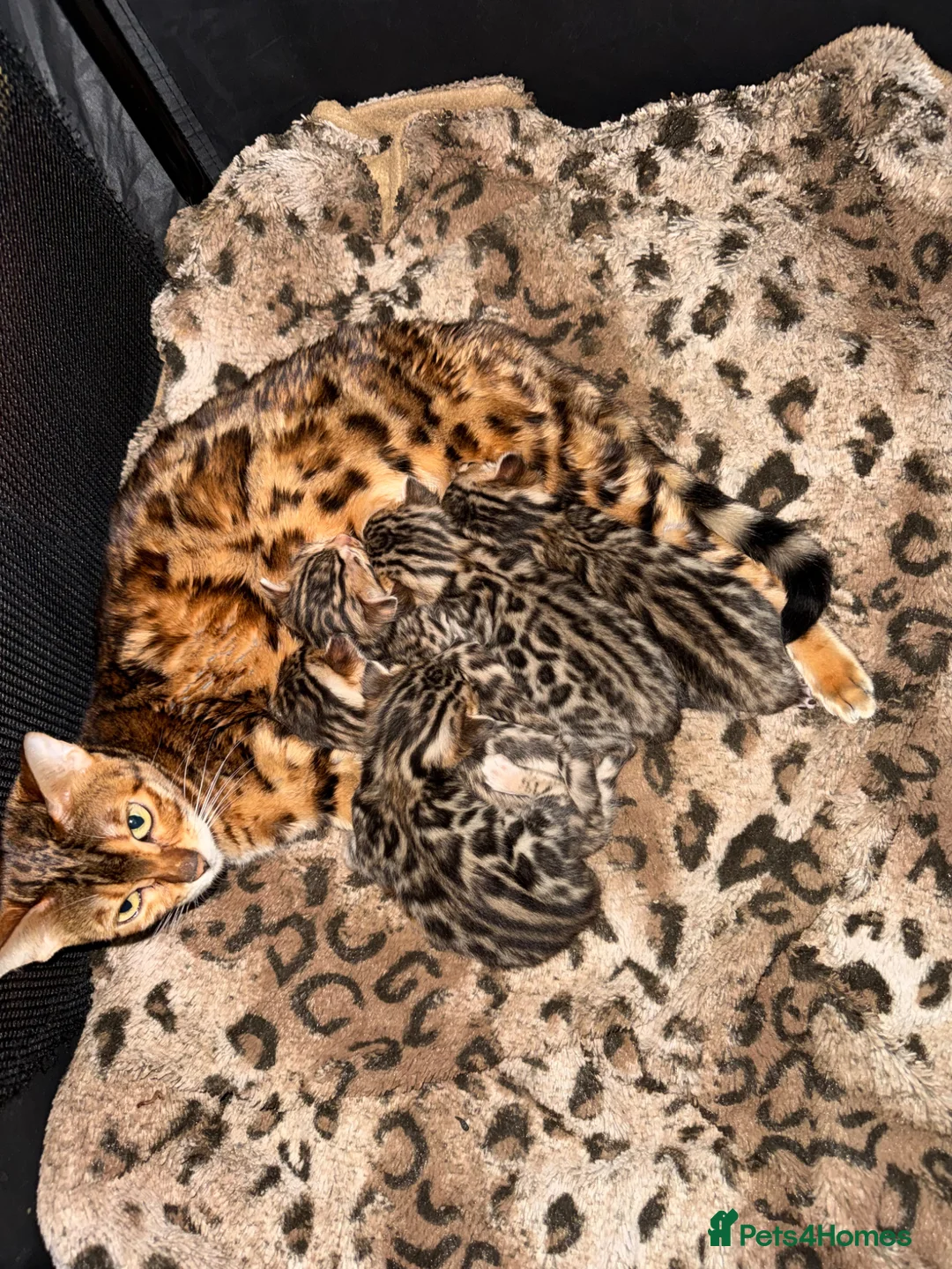 Bengal cats for sale: Bengal kittens🐆 - Advert 1