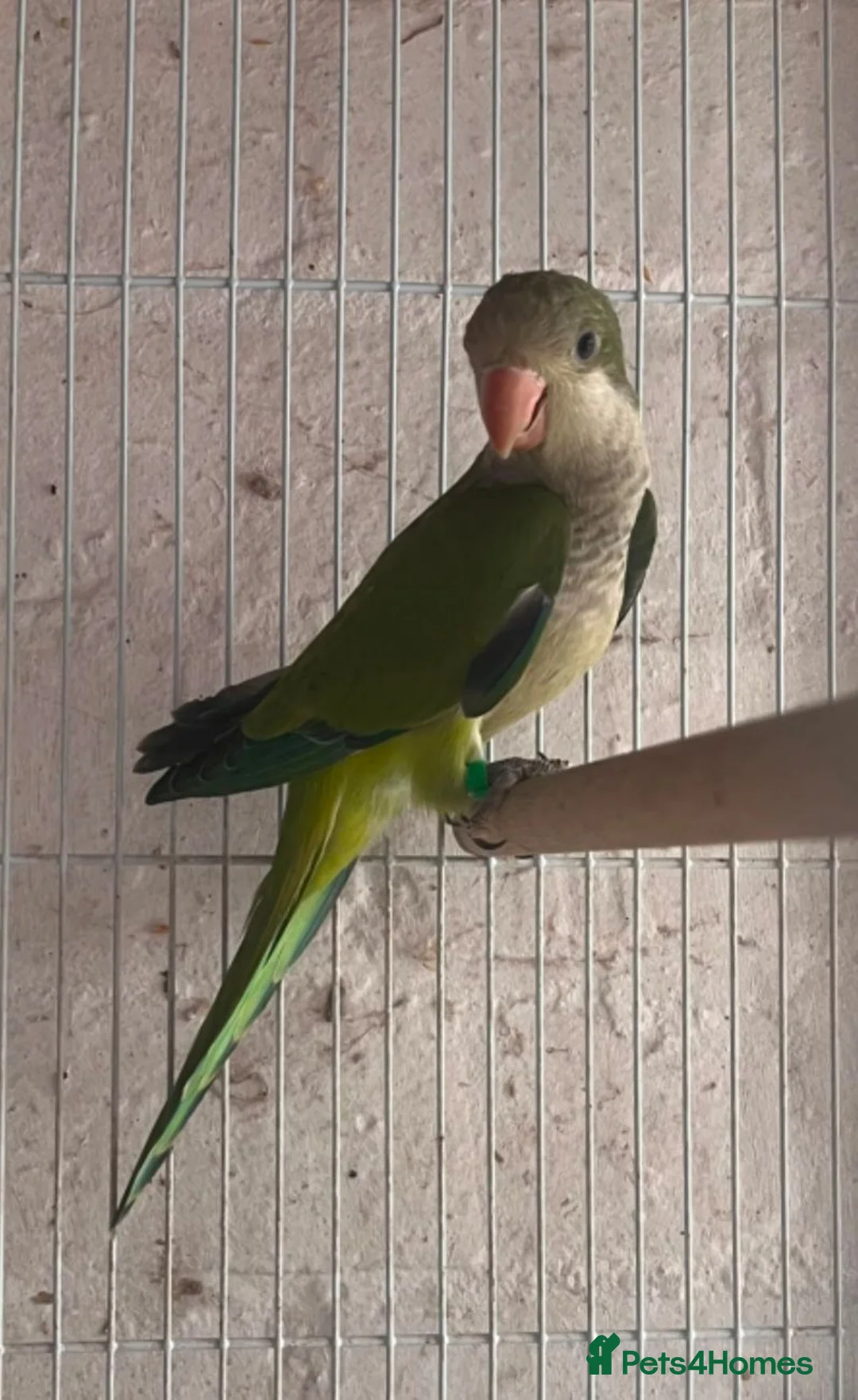 Parakeets birds for sale: Baby quakers  - Advert 2
