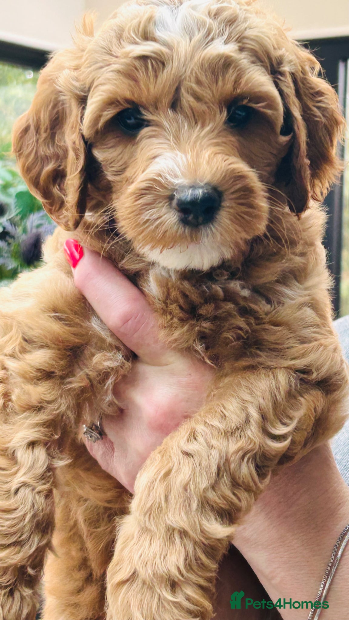 Australian Labradoodle dogs ***MR BRINKLEY'S PUPPIES*** - Advert 1