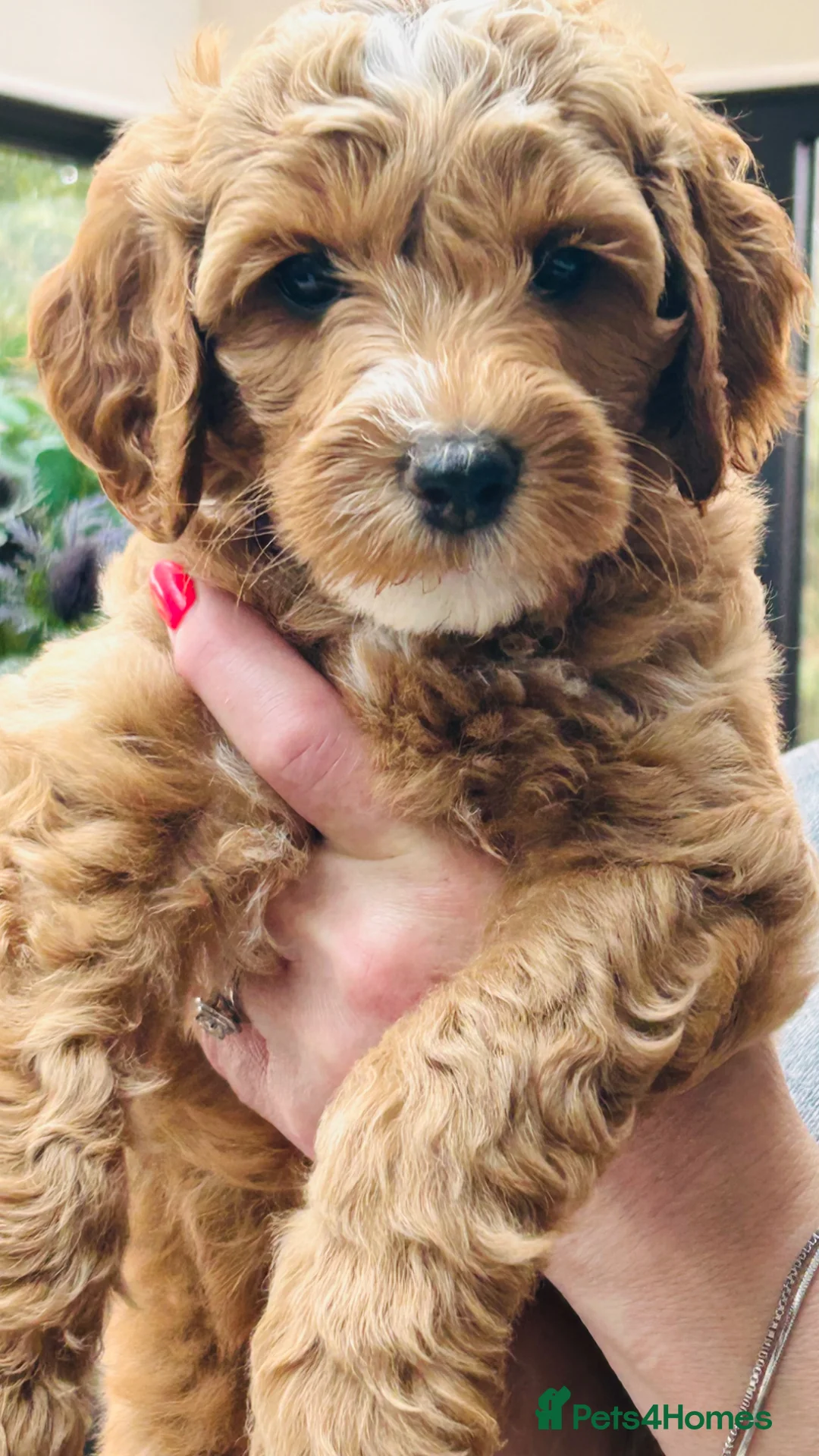 Australian Labradoodle dogs for sale: ***MR BRINKLEY'S PUPPIES*** - Advert 1
