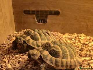 Hermann Tortoise reptiles - Advert 9