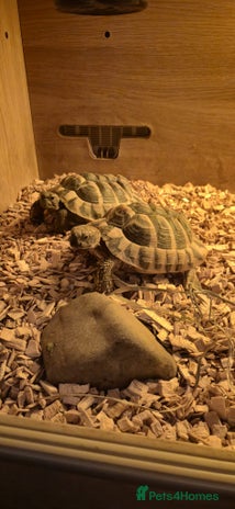 Hermann Tortoise reptiles - Advert 1