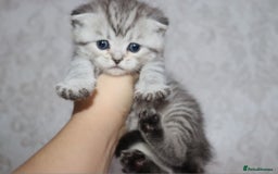 Scottish Fold cats for sale: TICA registered females 😸😽🐱 - Image 1