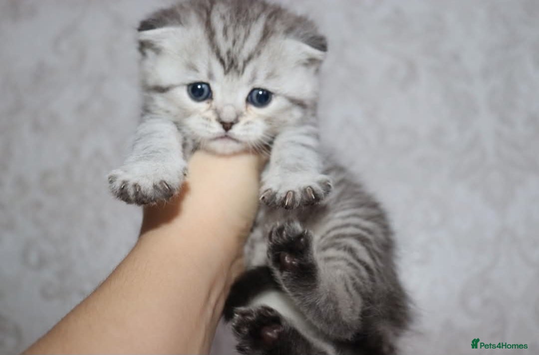 Scottish Fold cats for sale: TICA registered females 😸😽🐱 - Image 1