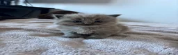 Ragdoll cats for sale: Ragdoll x tonkinese kittens  - Advert 15