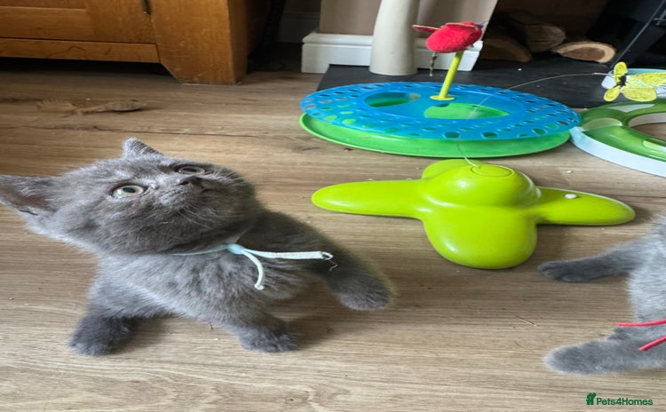 British Shorthair cats - Advert 1