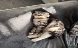 Scottish Fold cats for sale: Lexy Scotish Fold Cute Cat for Sale - Advert 3