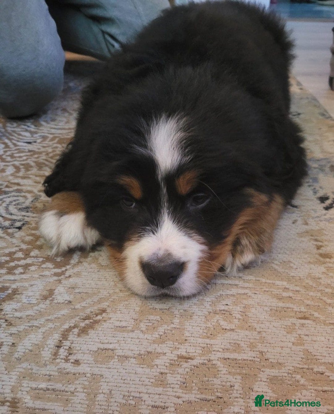 Bernese Mountain Dog dogs for sale: STUNNING CHUNKY BERNESE PUPPIES HEALTH CHECKED - Advert 3