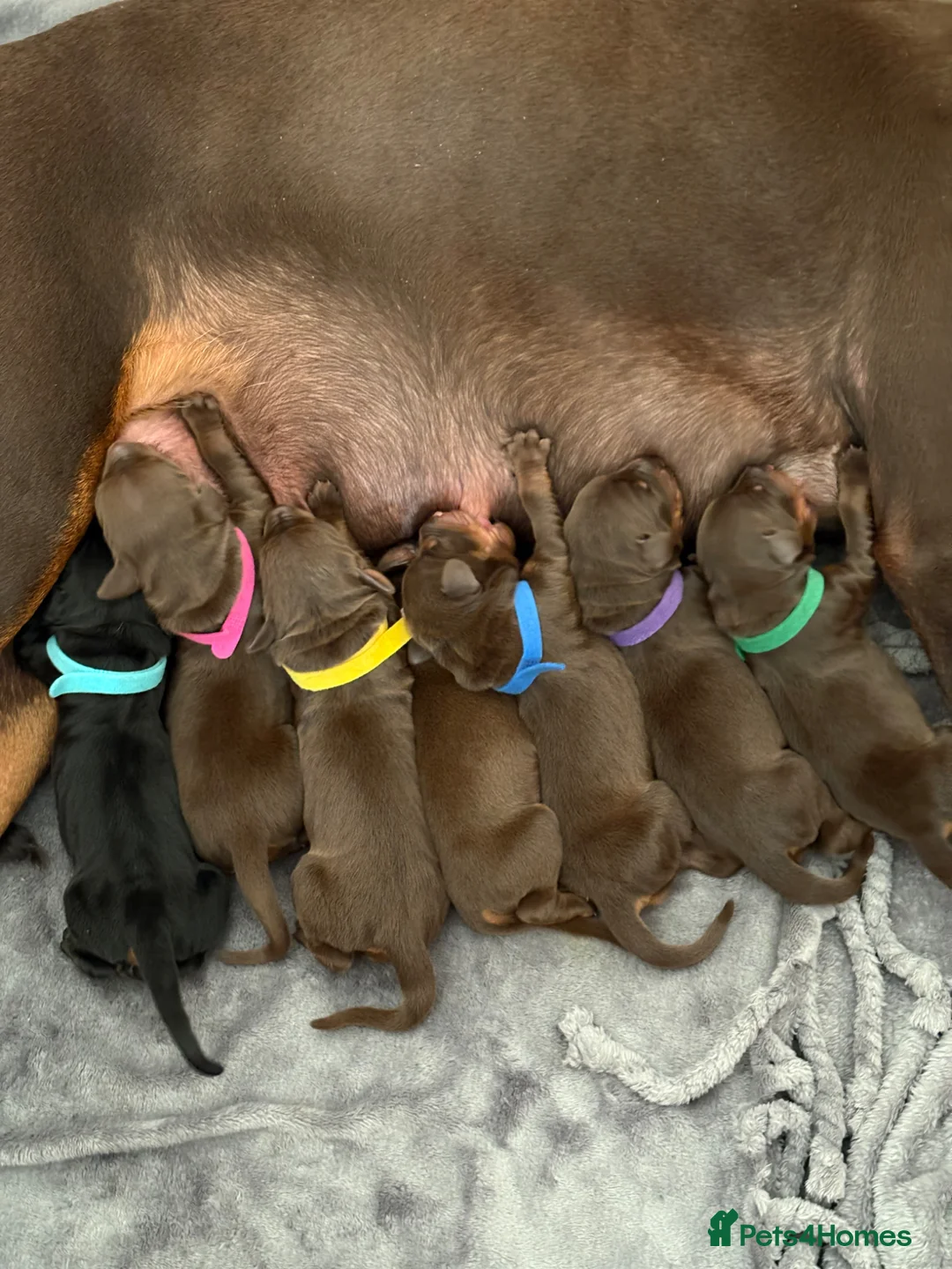Dobermann dogs for sale: Rose 🌹 has had her first litter  - Advert 2