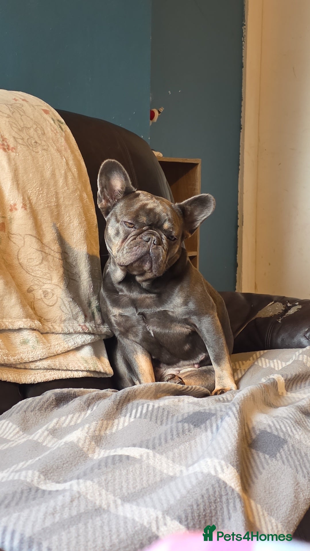 French Bulldog dogs for sale: Female french bulldog - Advert 4