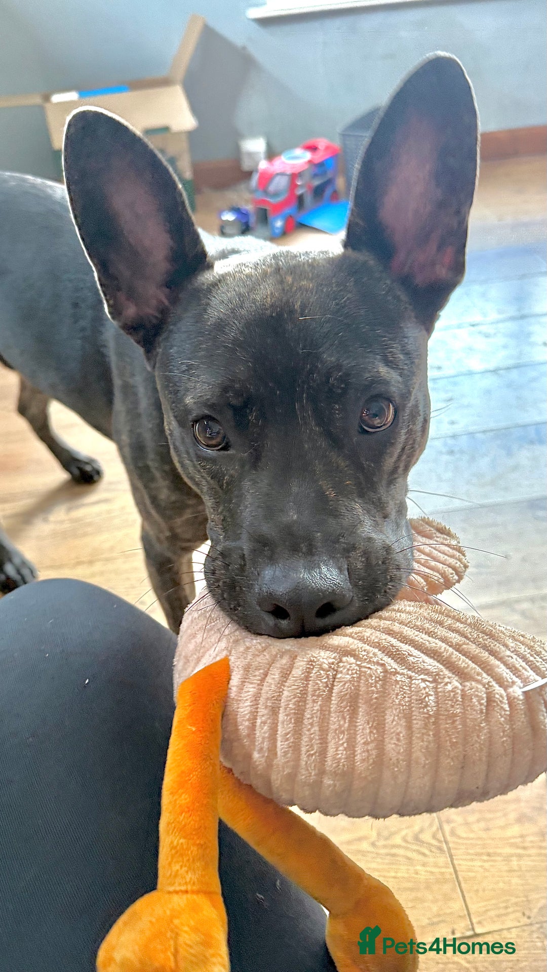 Mixed Breed dogs for sale: Bear - Staffy X German Shepherd - Image 38