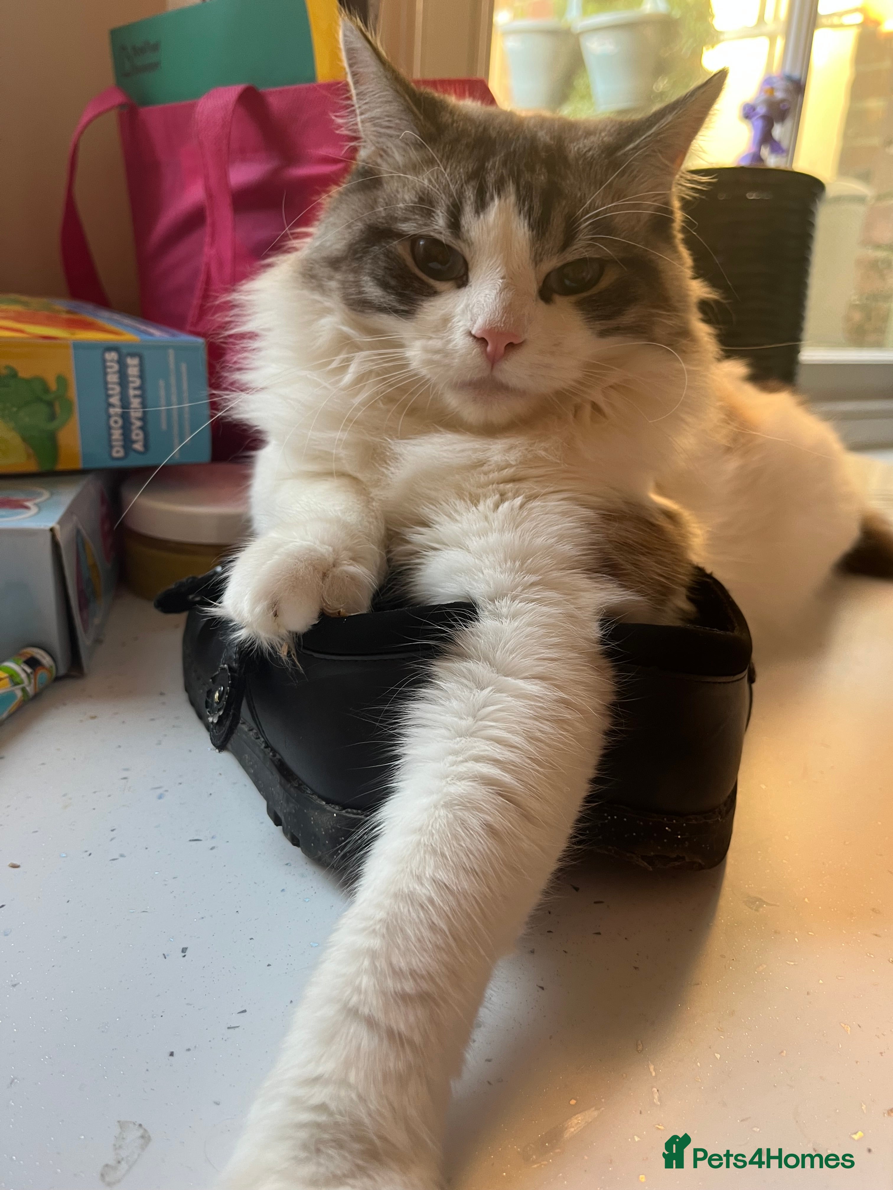 Ragdoll cats Beautiful Joey  - Advert 2