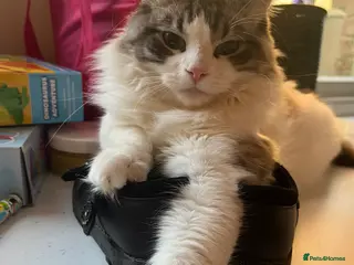 Ragdoll cats Beautiful Joey - Advert 2