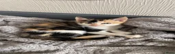 Mixed Breed cats for sale: Beautiful CALICO KITTEN AVAILABLE IMMEDIATELY  - Advert 1