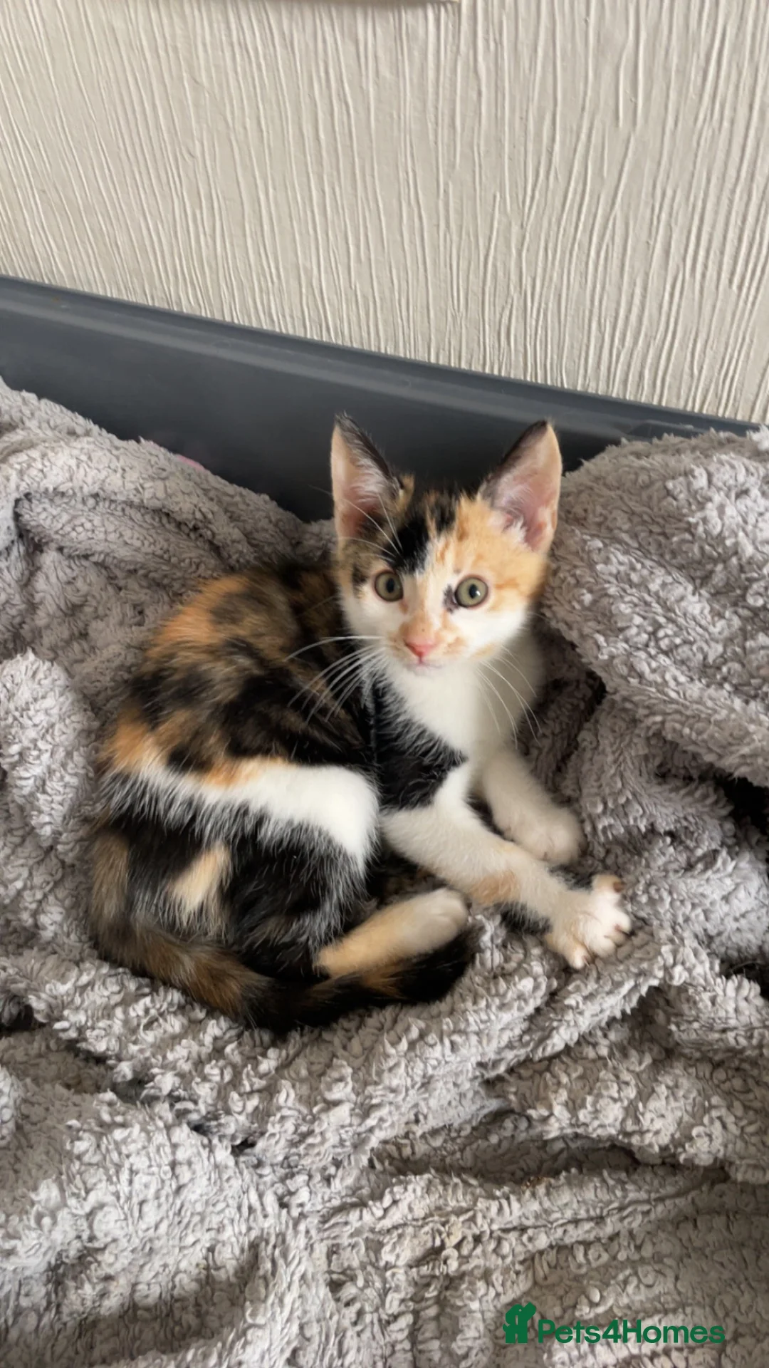 Mixed Breed cats for sale: Beautiful CALICO KITTEN AVAILABLE IMMEDIATELY  - Advert 1