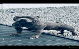 Staffordshire Bull Terrier dogs for sale: ❤️❤️ Ready for forever home ❤️❤️ - Advert 8