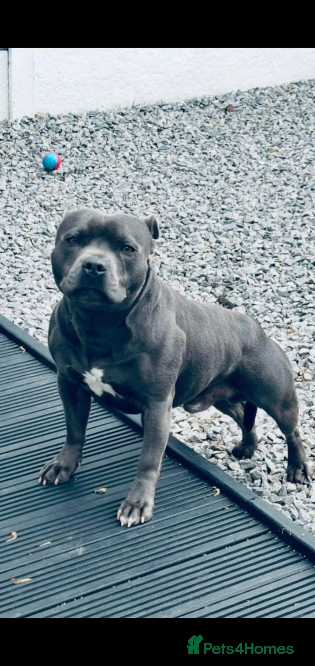 Staffordshire Bull Terrier dogs for sale: ❤️❤️ Ready for forever home ❤️❤️ - Advert 8
